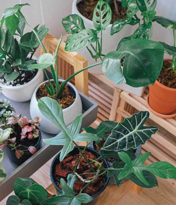 Swimming-Pool-construction-maintenance-Dubai-services-Swimming-Indoor-Plants-about-1